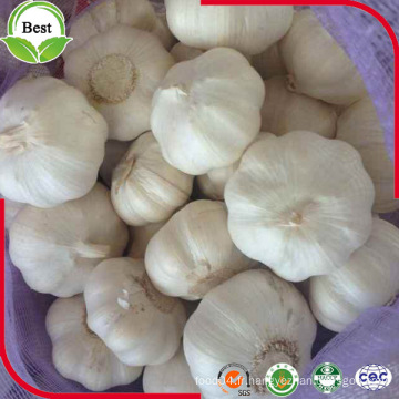 Chine Shandong Jinxiang Fresh Fresh Crop Ail